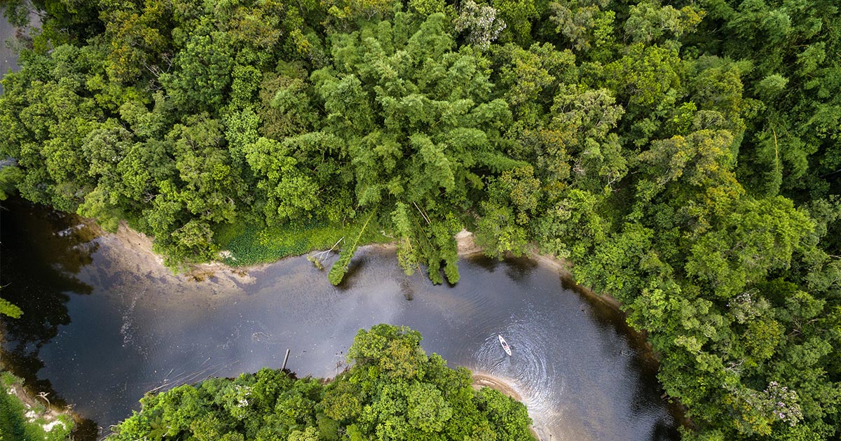 Le monde s&rsquo;engage à enrayer la déforestation d&rsquo;ici 2030 !